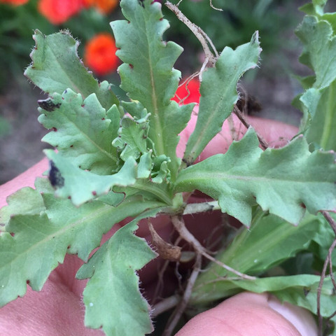 Kennt jemand diese Pflanze Unkraut oder Blume? (Pflanzen, Garten