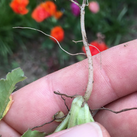 ----- - (Pflanzen, Garten, Kleingarten)