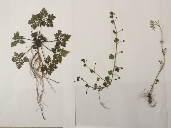 Schule Herbarium 2-9 Pflanzen Landwirtschaft Uni wählbar aus über 500 