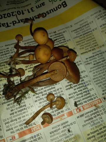 Kennt jemand diese Pilze?