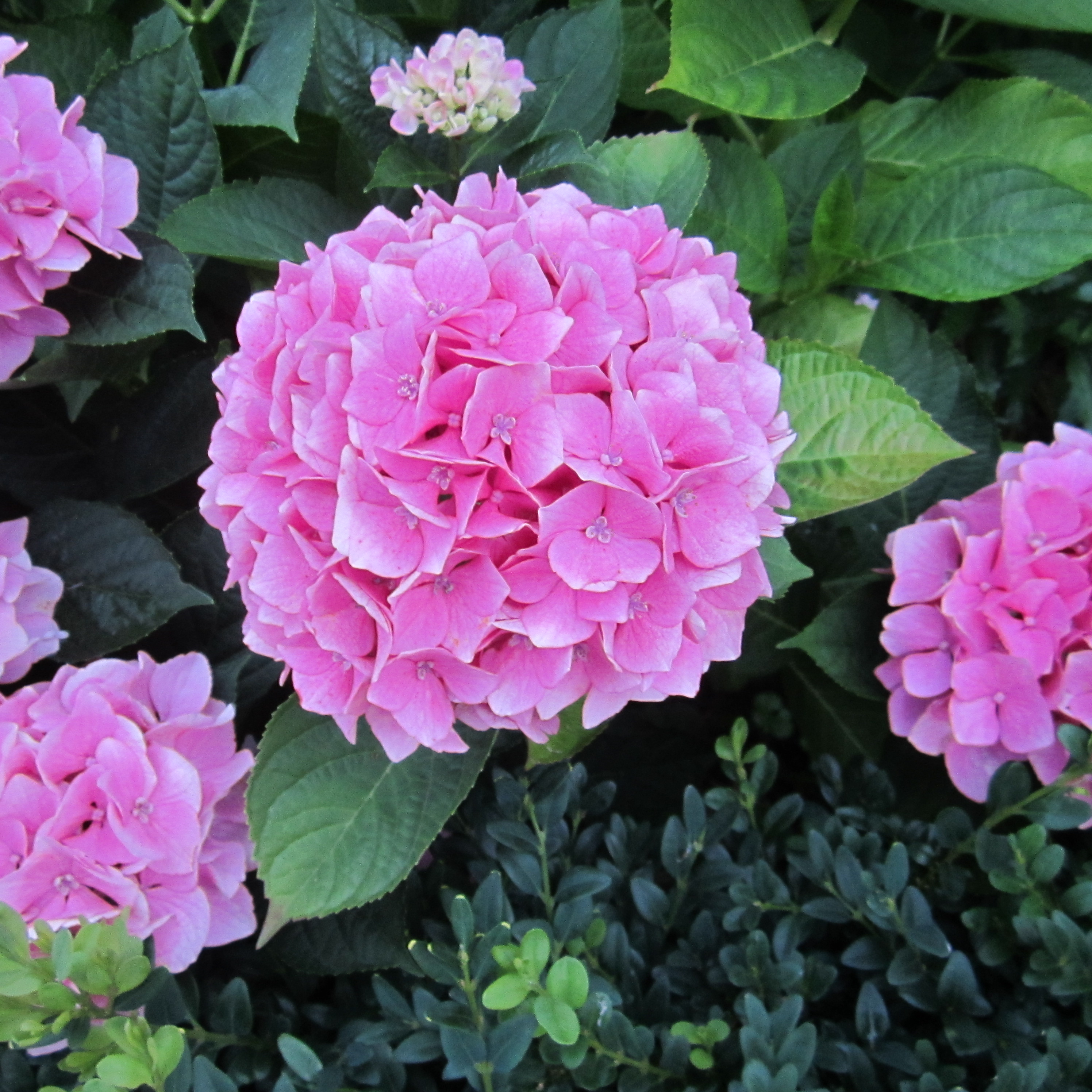 Kennt jemand diese schöne Blume? (Garten, Blumen)
