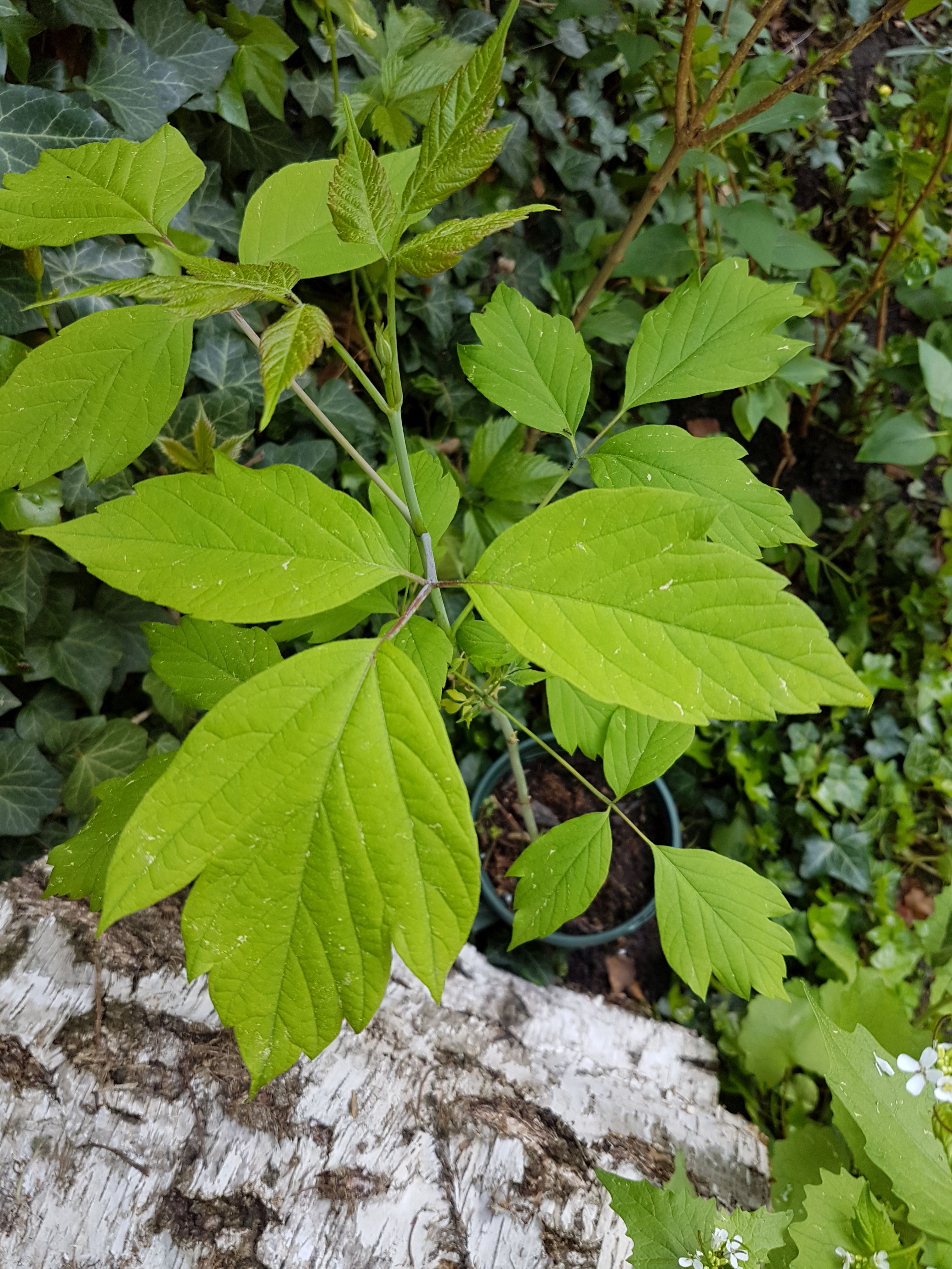 Kennt jemand diesen jungen Baum bzw. Strauch? (Garten