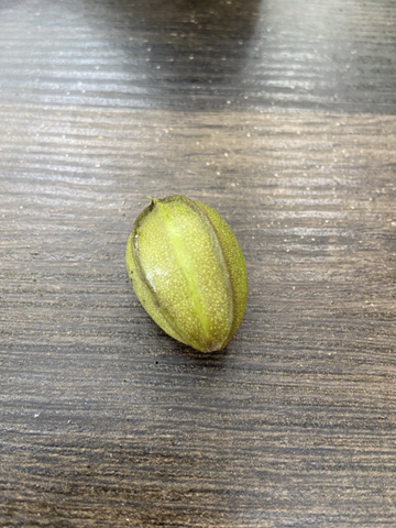 Kennt jemand diesen Samen?