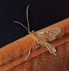 Kennt jemand dieses Insekt?