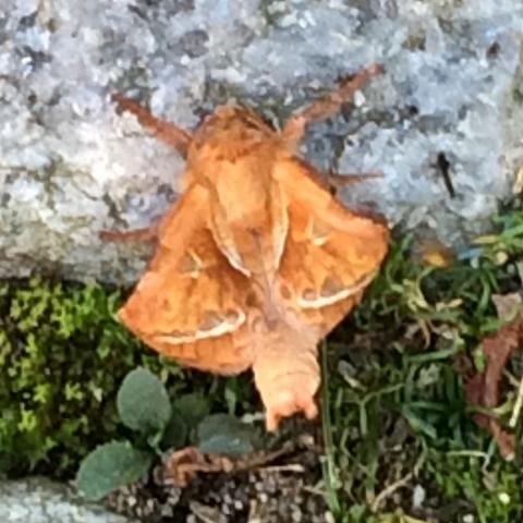 Bild 1 - (Insekten, Stich, stachel)