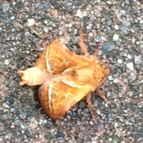 Bild 2 - (Insekten, Stich, stachel)