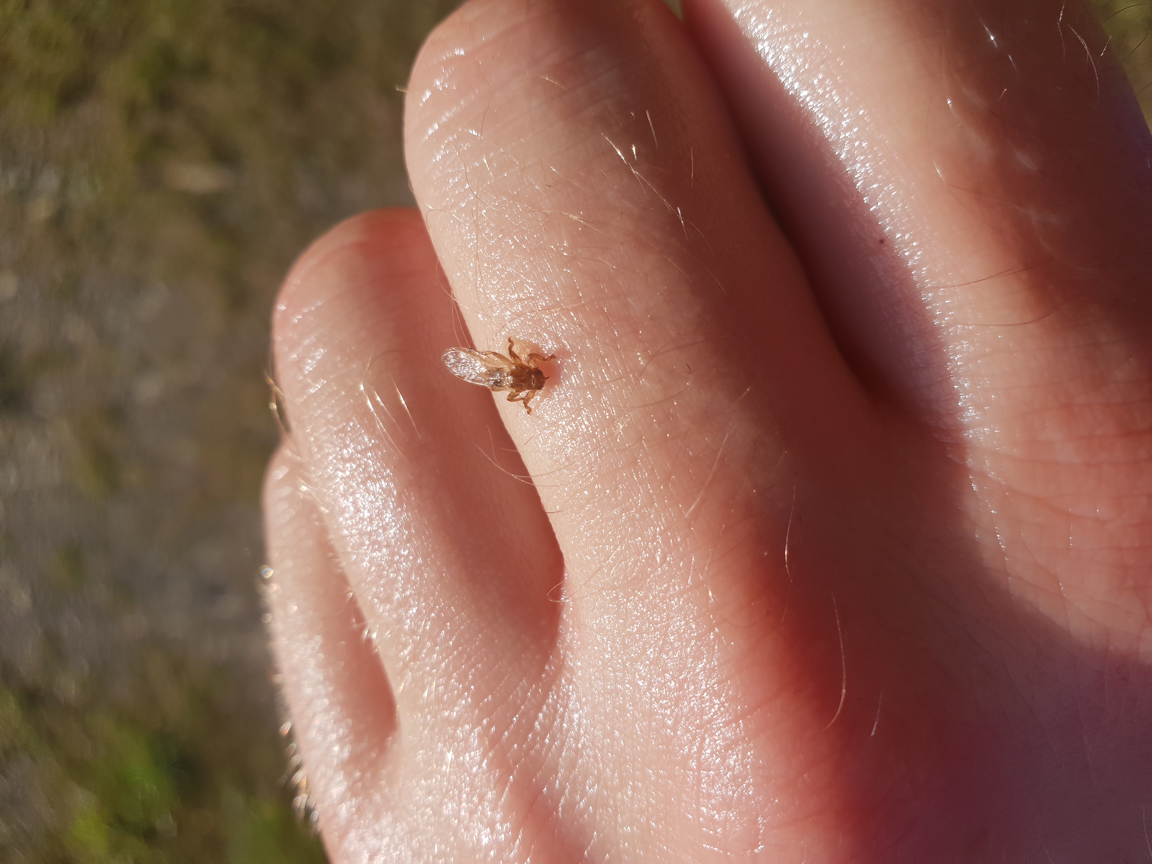 Kennt jemand dieses Tier aus dem Wald? (Tiere, Mücken)