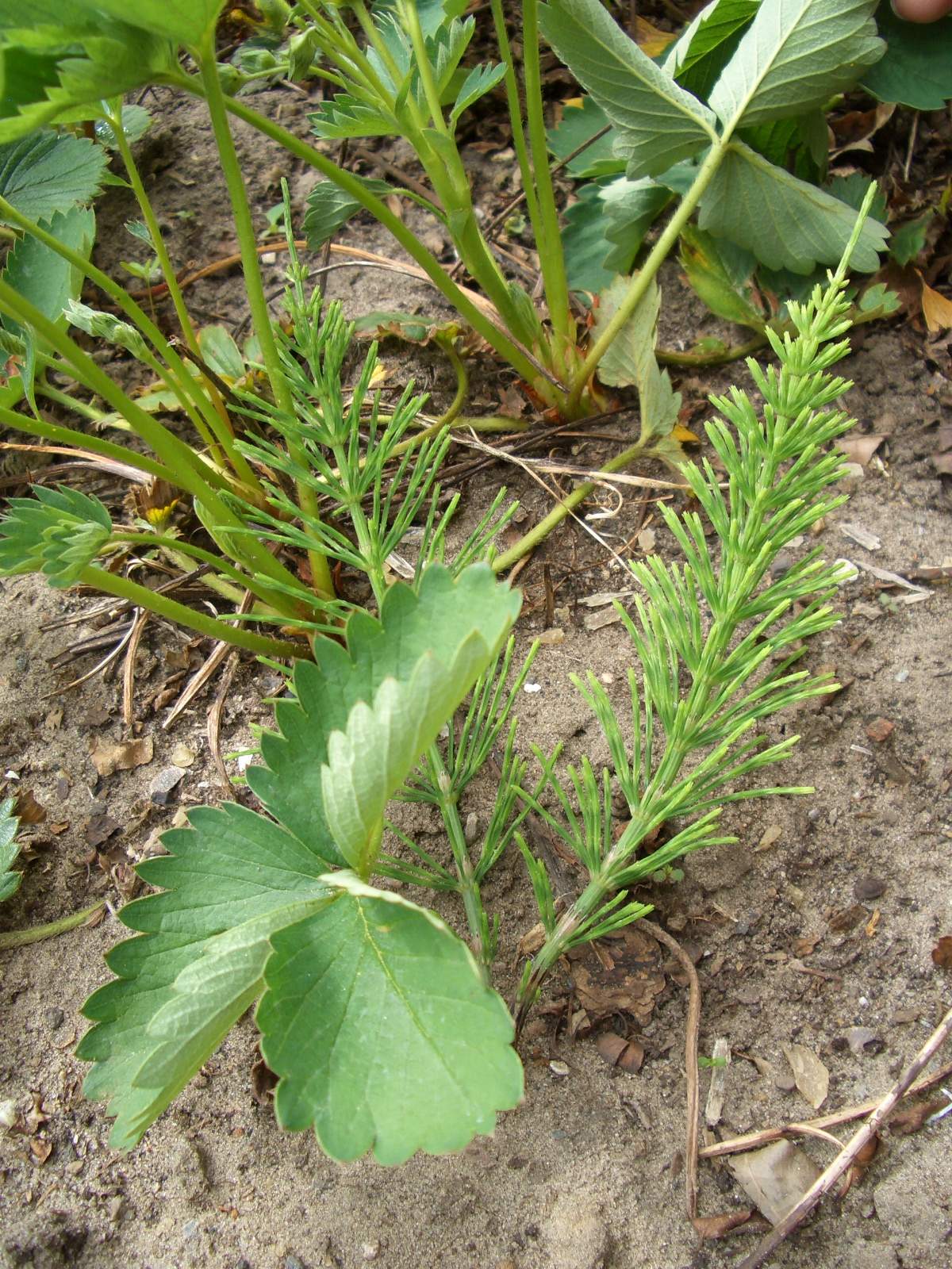 Kennt jemand dieses “Unkrautgewächs”? (Pflanzen, Garten, Unkraut)