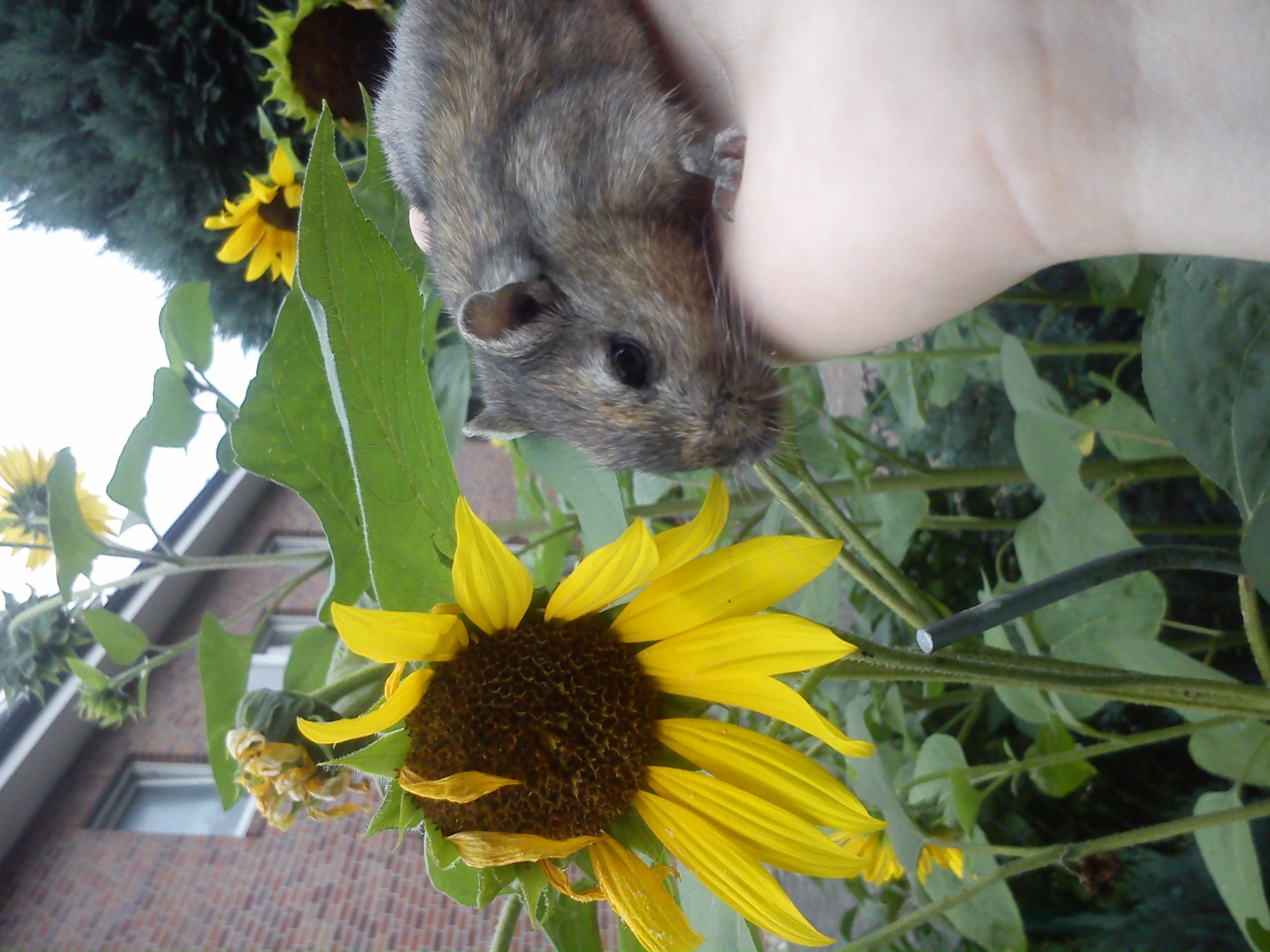 Kennt jemand eine Alternative zu Rennmäusen? (Maus, Aquarium, Rennmaus)