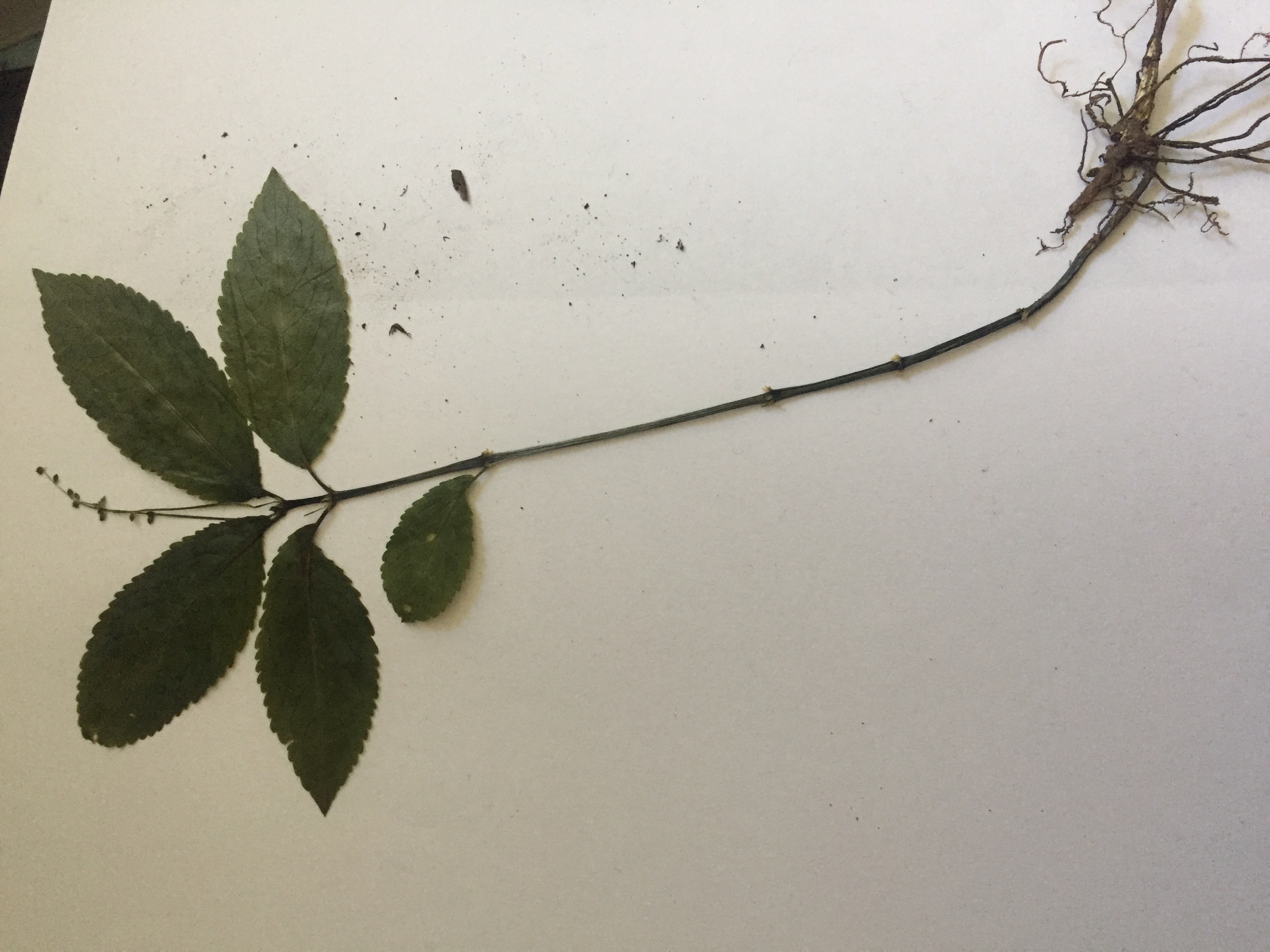 Herbarium Beschriftung