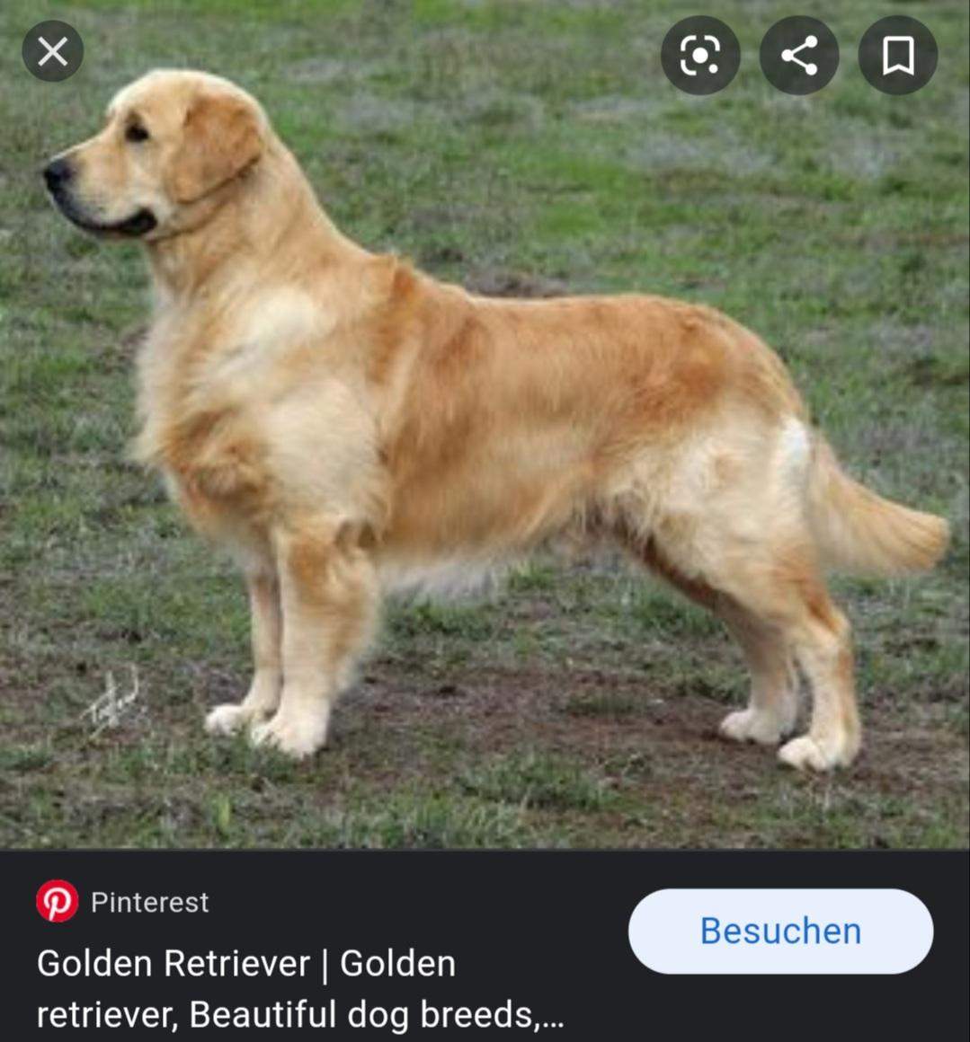 Kennt jemand einen guten Züchter der so einen Retriever züchtet? (Hund)