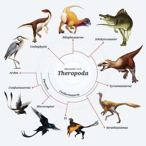 Theropoden - (Tiere, Biologie, Vögel)