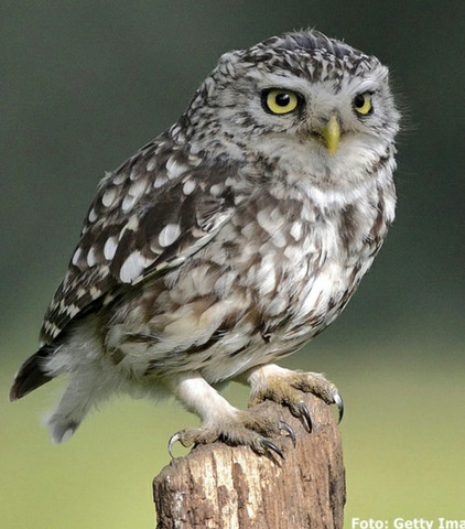 Diese Eule meine ich. - (Vögel, eule)