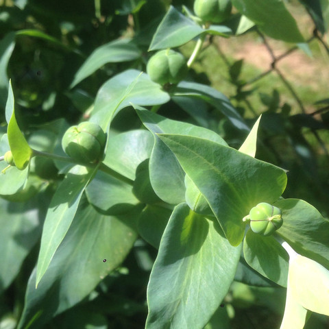 Kennt jmd diese Pflanze? Wächst bei uns im Garten? (Pflanzen)