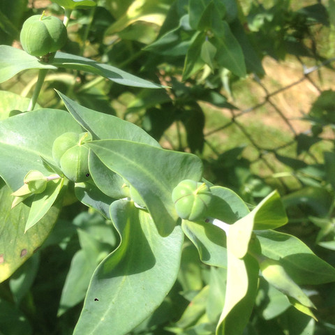 Bbbbb - (Garten, Pflanzen)
