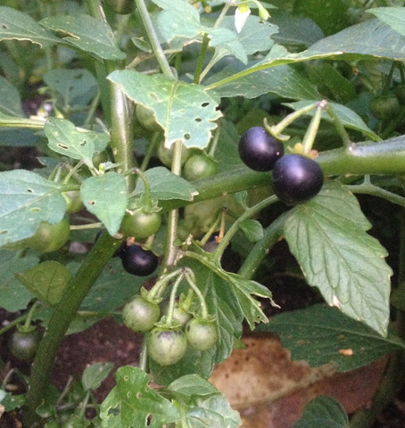 Die Pflanze - (Garten, Pflanzen, Obst)