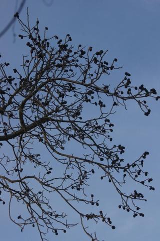 Die Nüsse bleiben am Baum :-( - (Biologie, Garten, Baum)
