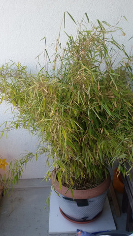 Kennt sich jemand mit Bambus  im  Topf  aus Pflanzen  Kennt sich jemand mit Bambus  im  Topf  aus Pflanzen