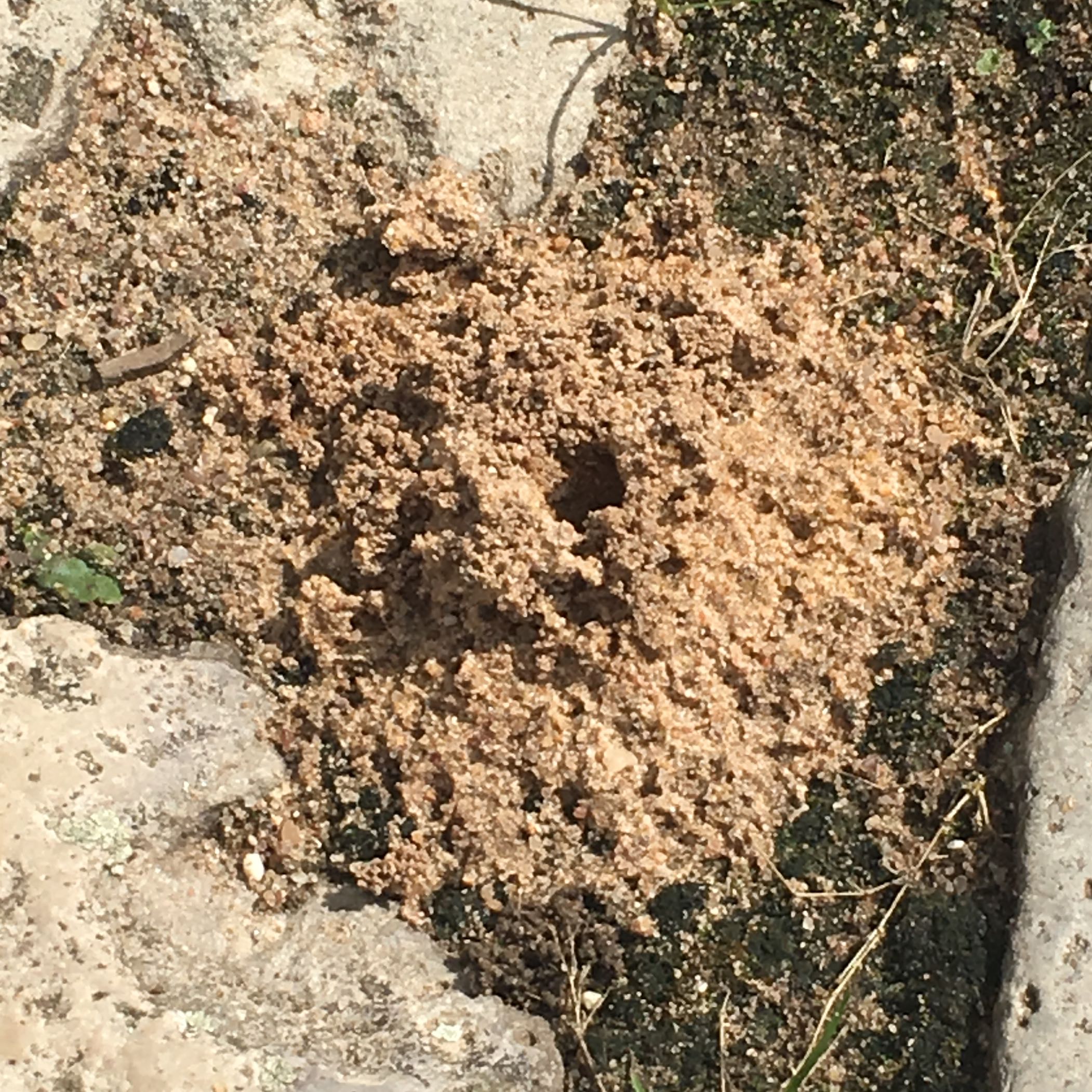 Kennt sich jemand mit Erdwespen aus? (Garten, Insekten, Erde)