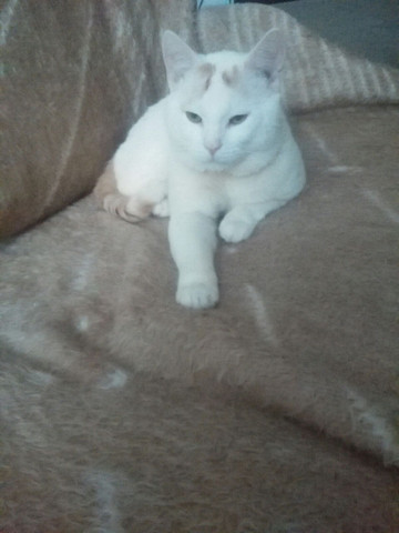 mein kater - (Alter, kater rasse)