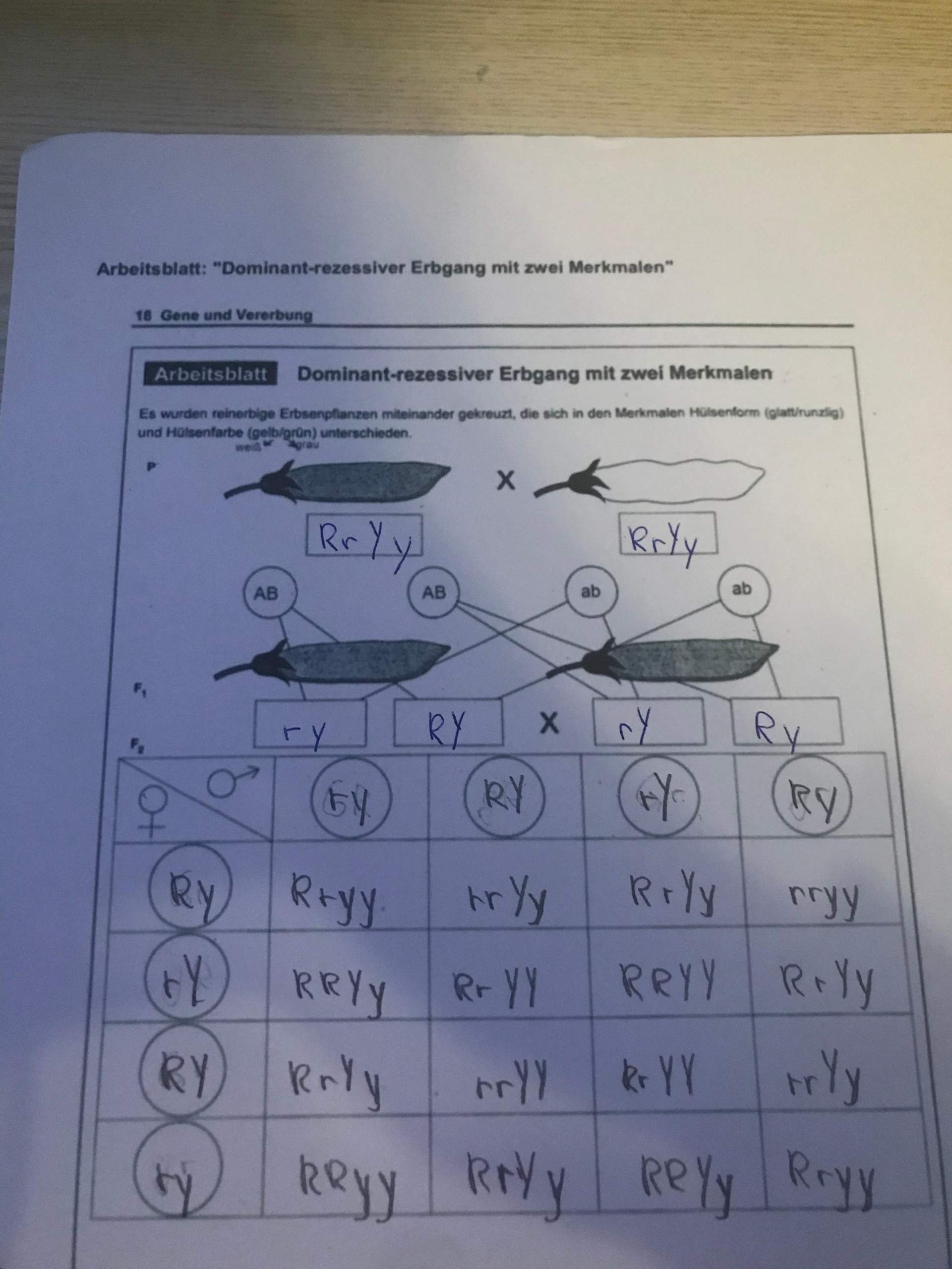 Kennt sich wer mit Dominant rezessiver Erbgang aus? (Biologie)