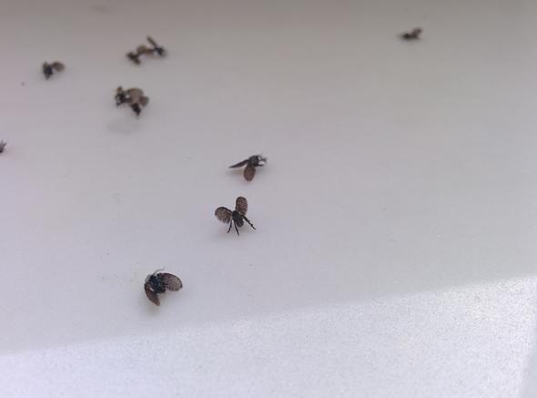Kennt Wer Diese Fliegen Motten Insekt Insekten Mucken Ungeziefer