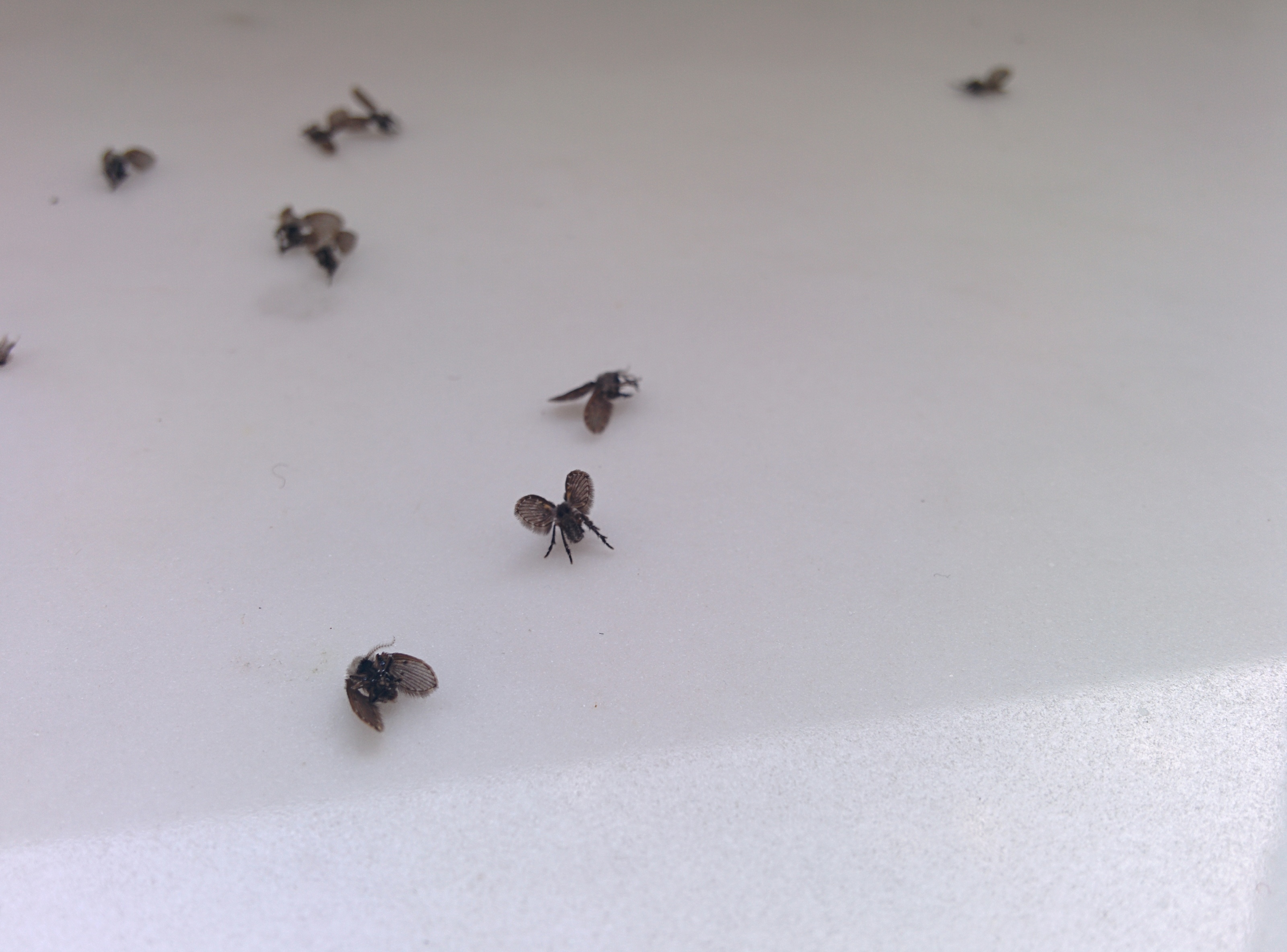 Kennt wer diese Fliegen/Motten/Insekt? (Insekten, Mücken ...