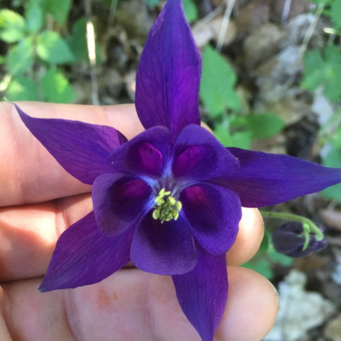 1/3 Violett  - (Pflanzen, Natur, Blumen)