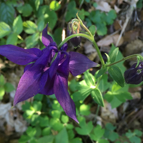2/3 Violett - (Pflanzen, Natur, Blumen)