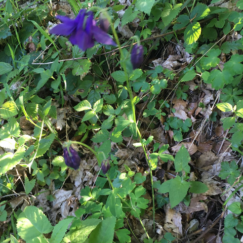 3/3 Violett  - (Pflanzen, Natur, Blumen)