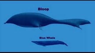 Kennt/Glaubt ihr an den Bloop? (Tiere, Wasser, Wissenschaft)