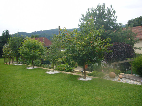 Kirschbaum Schneiden Garten Haus Und Garten