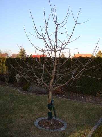 Kirschbaum zum jetzigen Zeitpunkt - (Garten, Obstbaumschnitt)