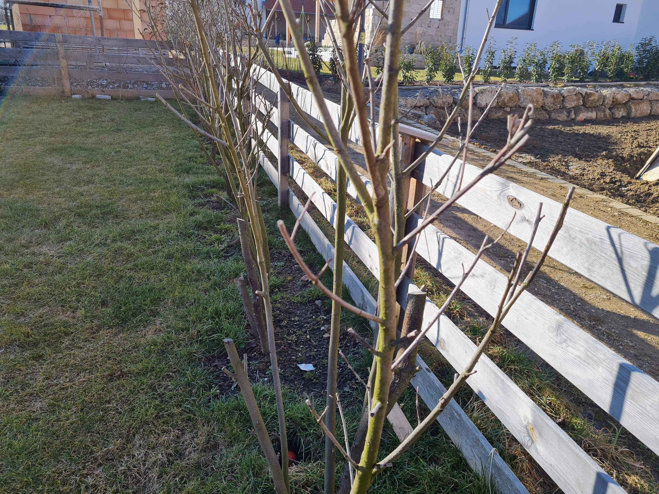Kirschlorbeer noch zu retten? (Pflanzen, Garten)
