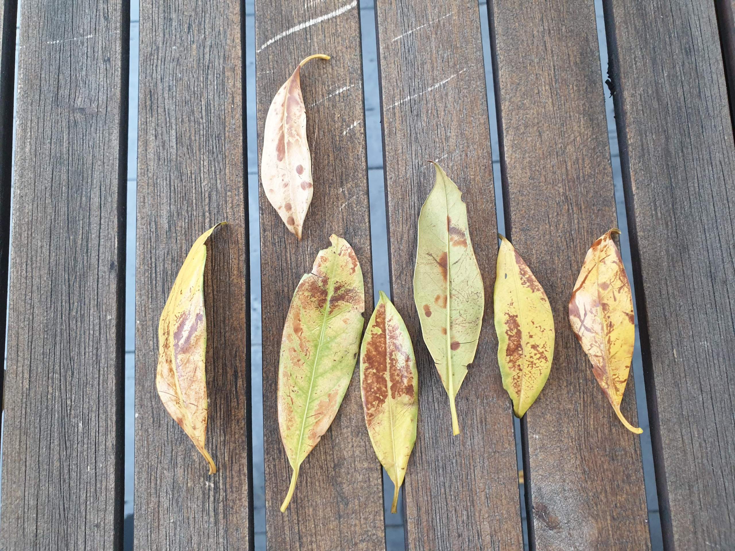 Kirschlorbeer schmeit alle Bltter? (Biologie, Pflanzen, Garten)
