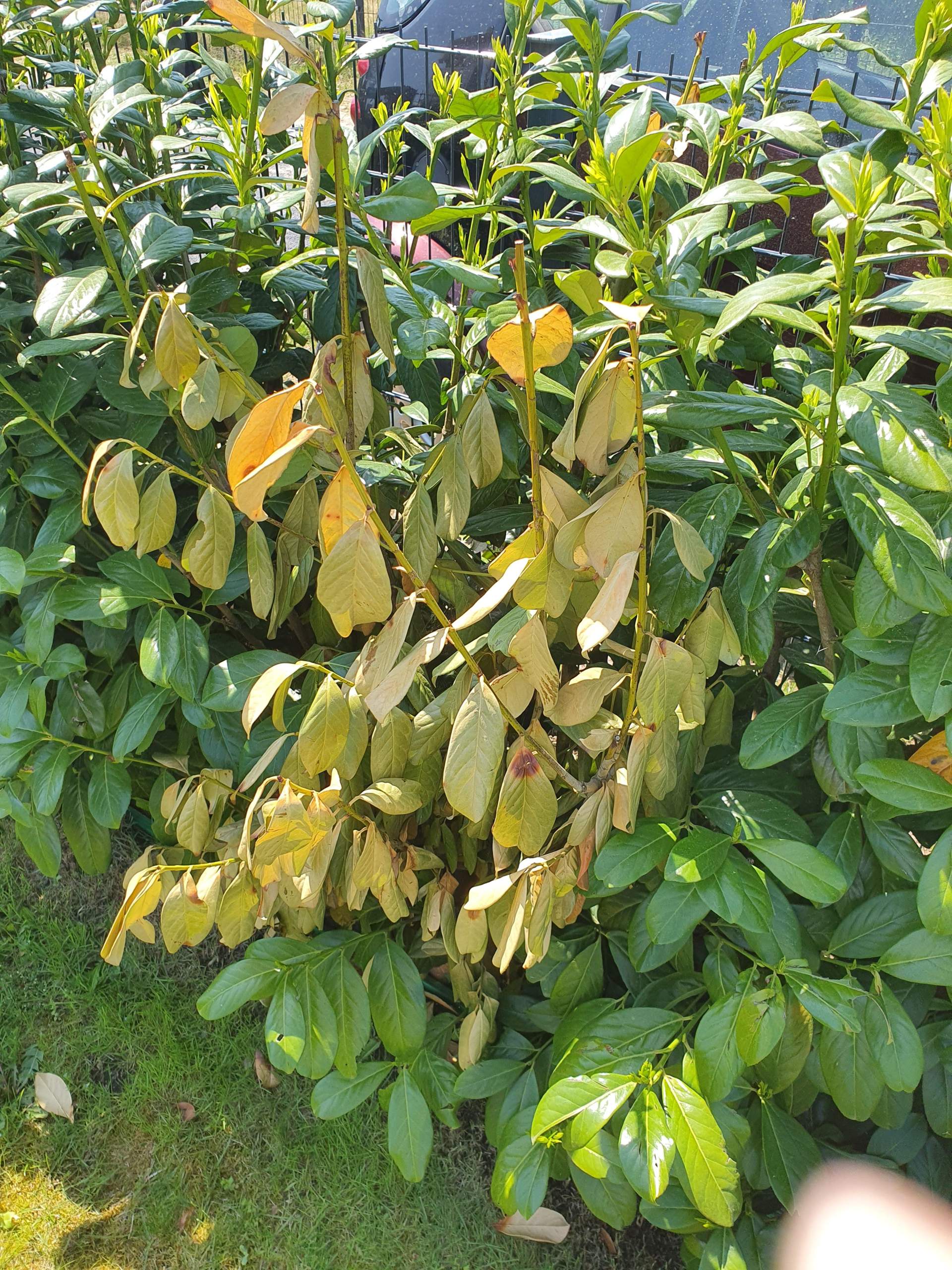 portugiesischer kirschlorbeer wurzelware Portugiesischer Kirschlorbeer - Prunus lusitanica main image 0