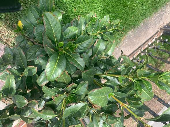 philodendron warszewiczii Philodendron Warscewiczii — Aroidasia