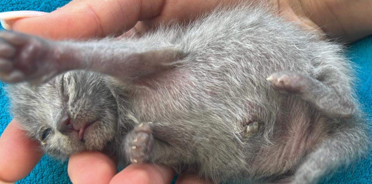 Kitten 11 Tage alt? (Katzenhaltung, Britisch Kurzhaar)