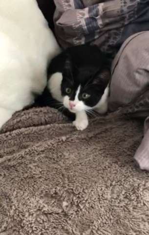 Kitten Attackiert Hande Und Fusse Katze Kater Kratzen