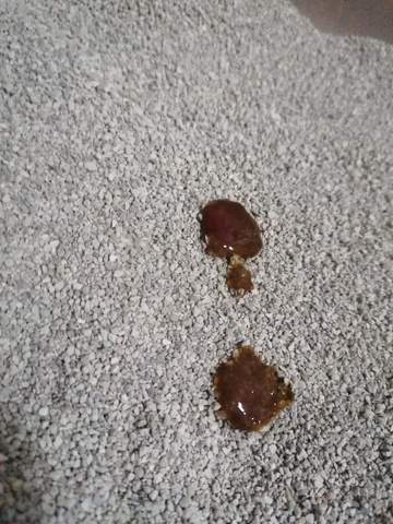 kitten blut im kot hilfe mache mir sorgen gesundheit und medizin