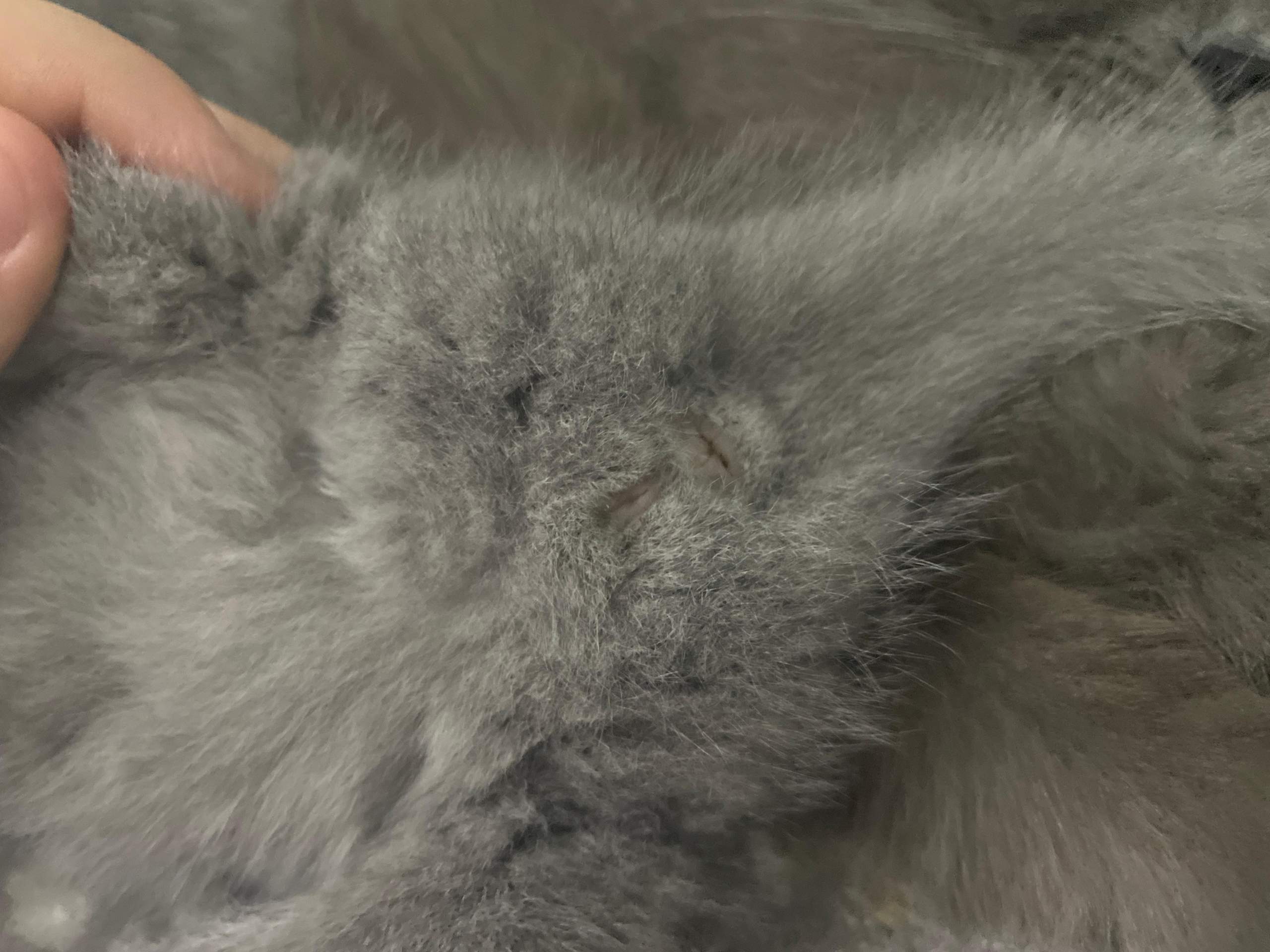 Katze Oder Kater Geschlecht Erkennen Bilder Kitten geschlecht erkennen? (Katzenjunges, Hauskatze)