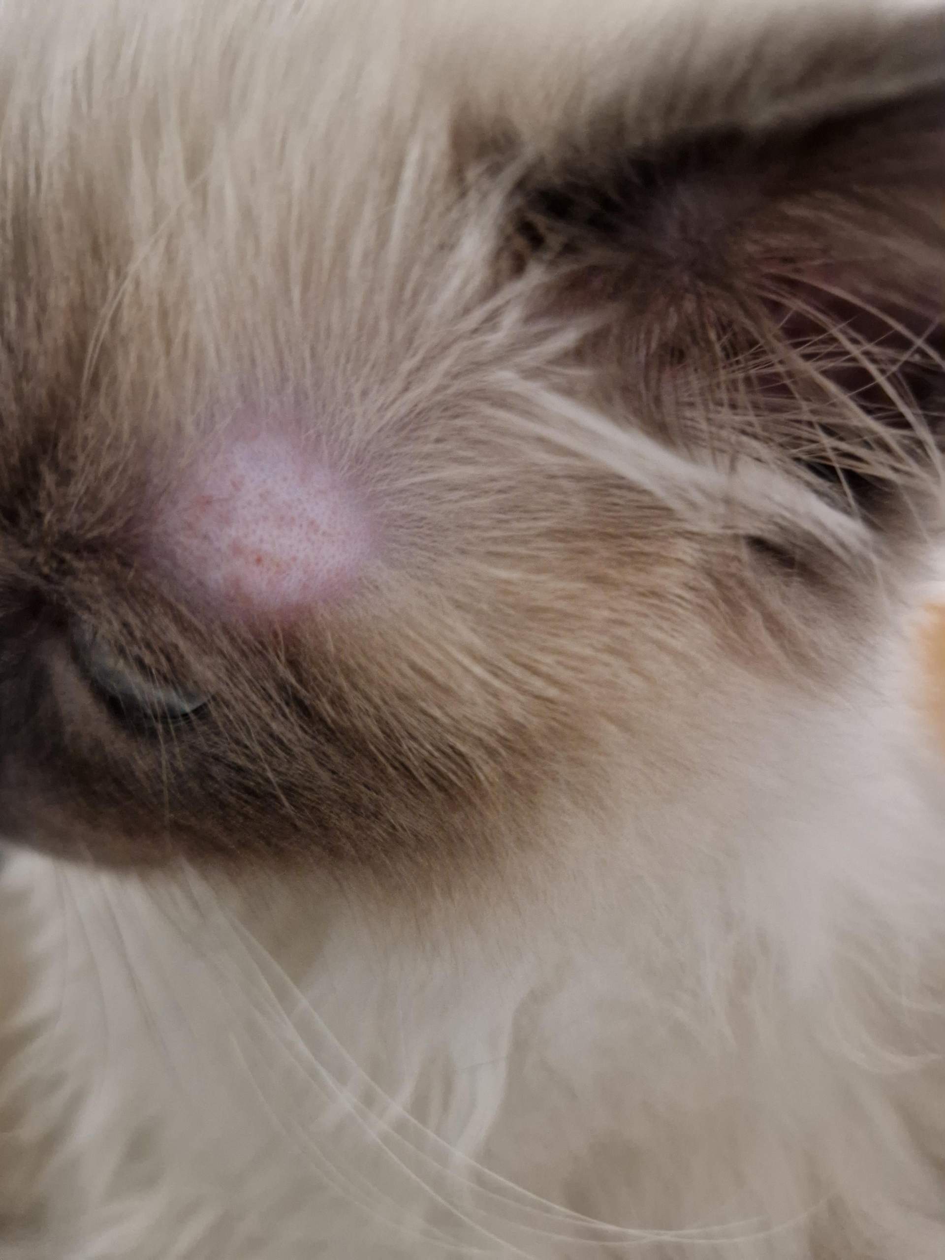 Katze Hat Mich Gekratzt Und Jetzt Schwellung Kitten hat sich Haare raus gekratzt? (Katze, Katzenjunges)