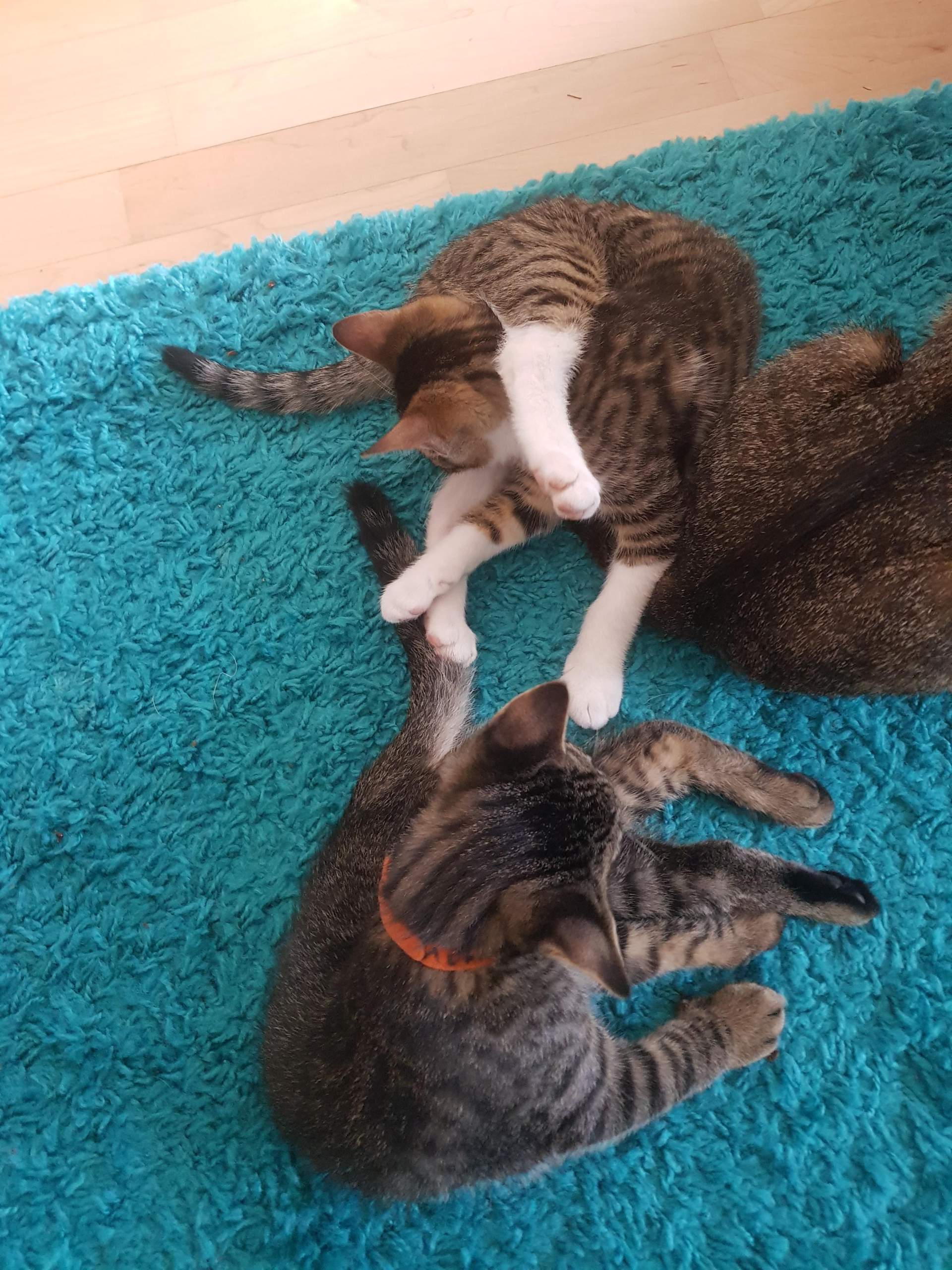 Kitten kater? (Katzenjunges, Hauskatze)