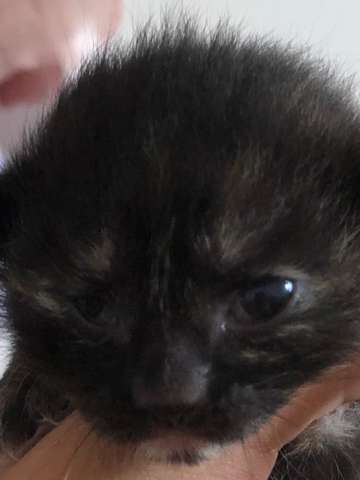 kitten offnen augen nur halb ist dies normal katzen