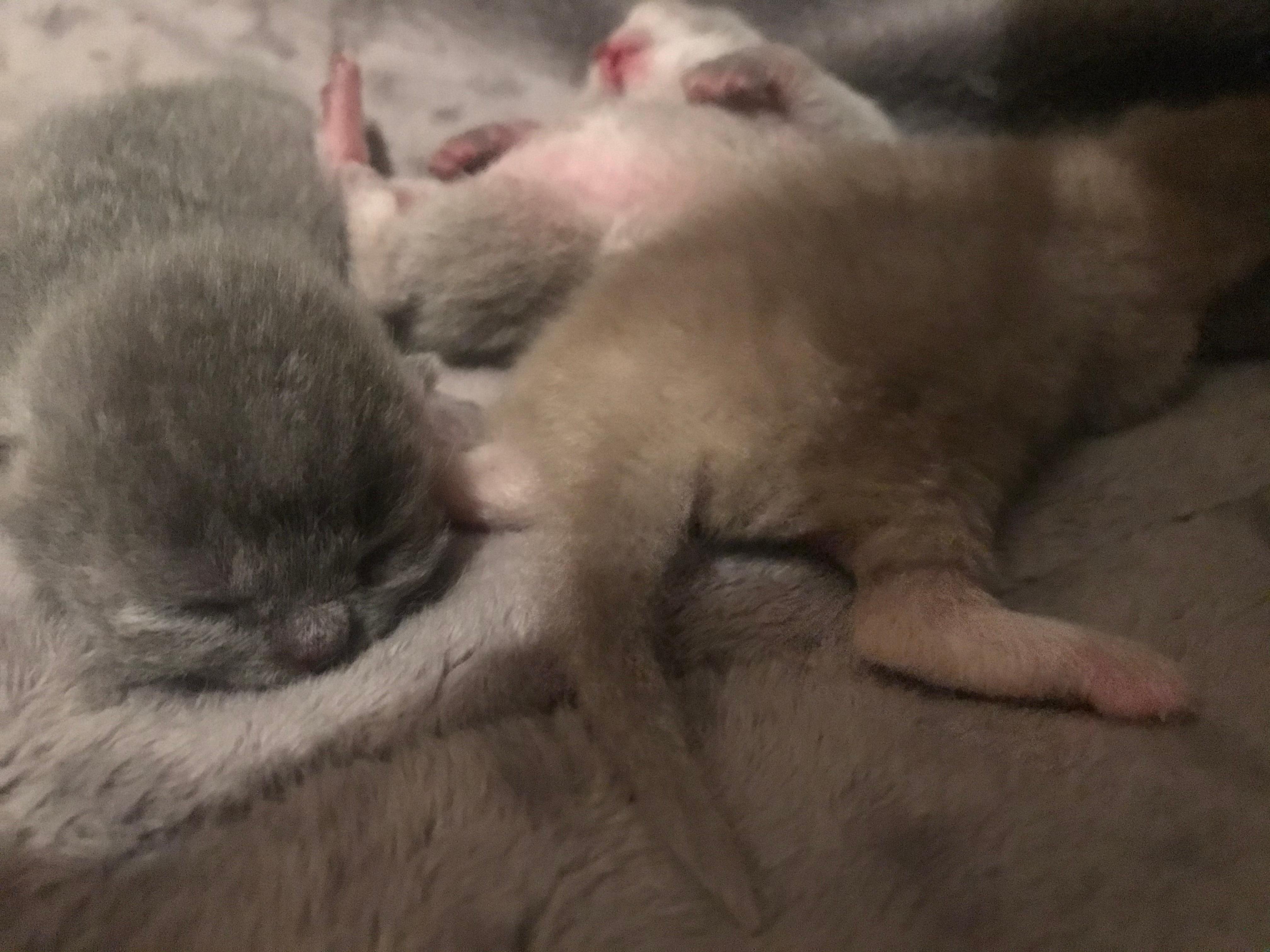 kittens hinterbeine gehen nach aussen gesundheit und medizin tiere katze