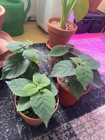 Kiwi Pflanzen groß gezogen und nun? Wie pflege ich diese?