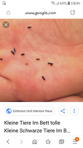 Kkeine krabeltiere im Bett? (Insekten, Käfer, Flöhe)
