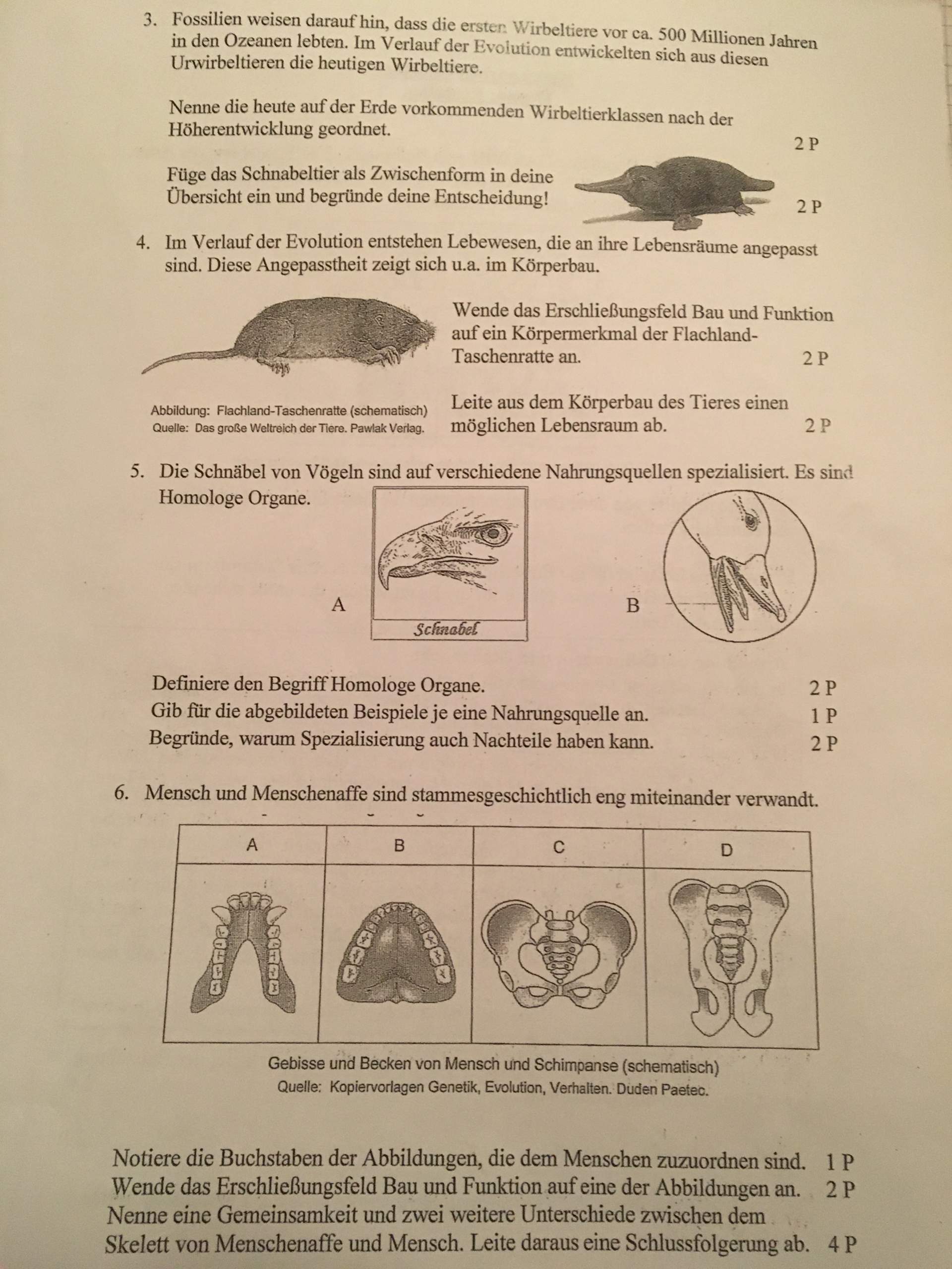 Biologie Fragen Und Antworten Klassenarbeit Bio Evolution? (Schule, Biologie, Evolutionstheorie)