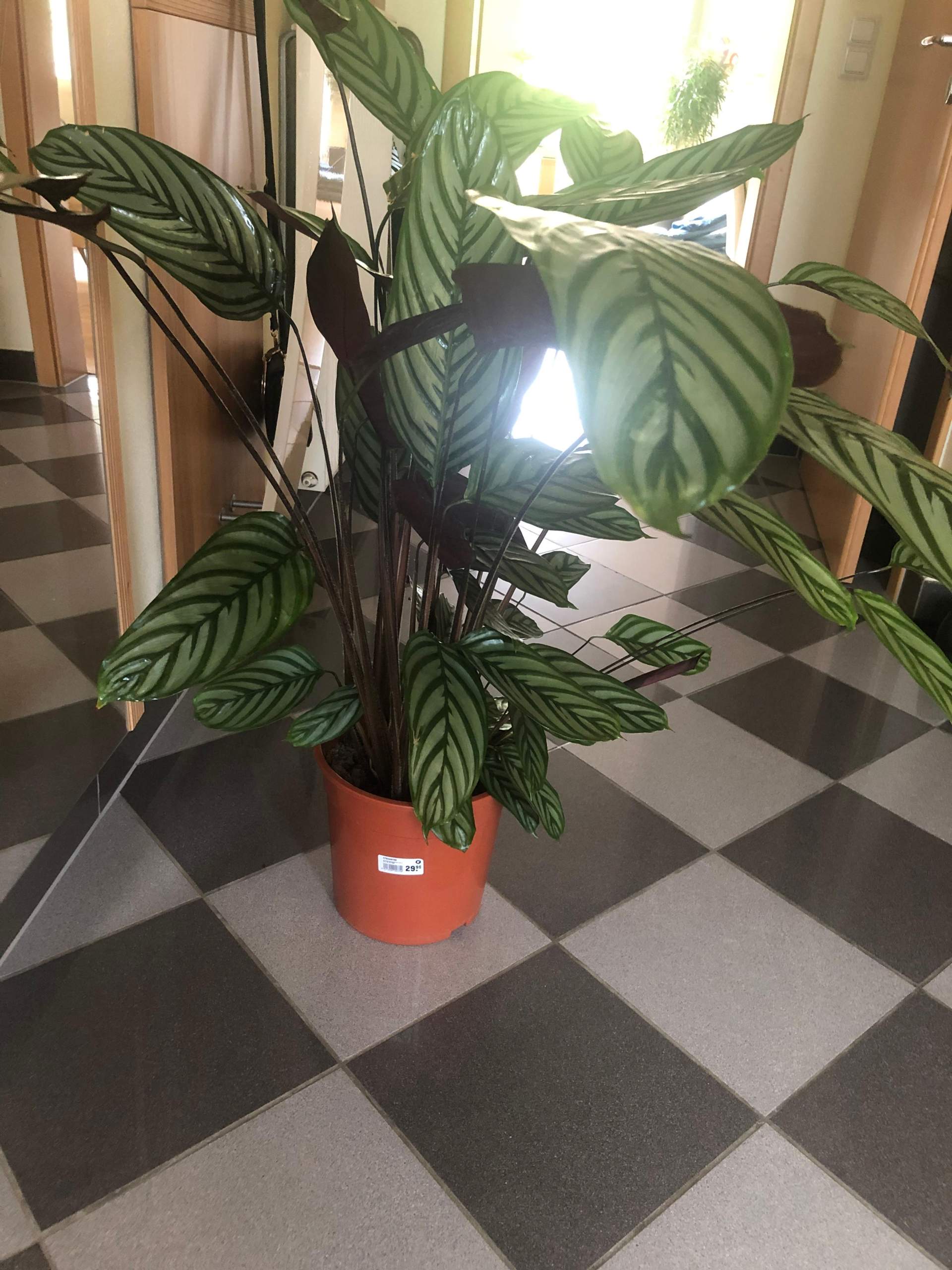 saatgut bohnen BIO Saatgut Dicke Bohne Aqua Dulce – Biogartenladen