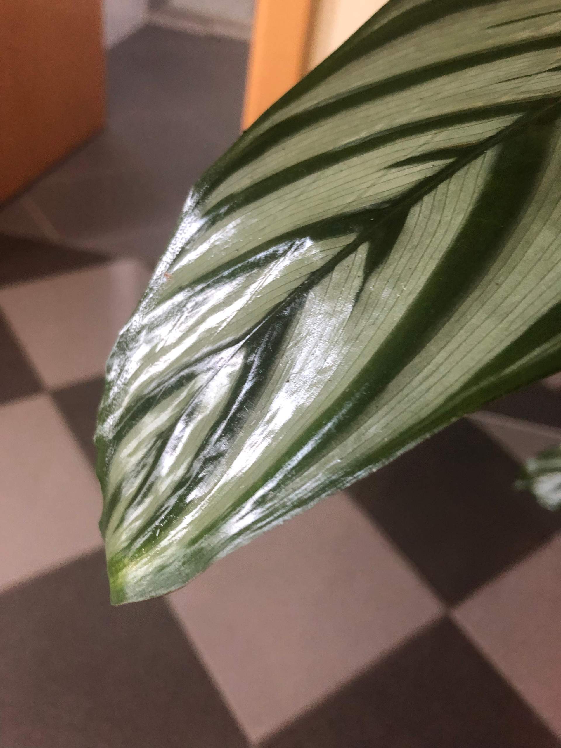 Klebrige Blätter bei neuer Korbmarante? (Biologie, Pflanzen, Garten)